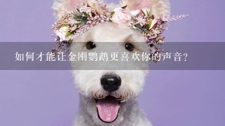 如何才能让金刚鹦鹉更喜欢你的声音?