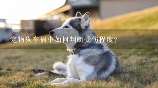 宠物狗车祸中如何判断受伤程度?